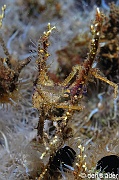 Hyastenus bispinosus-Komodo Bontoh-9m-20160803nuit-Denis-ADER-DSC_9553_tn